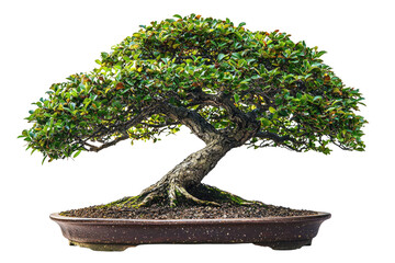 Poster - A meticulously crafted bonsai tree, showcasing its intricate branches and lush green foliage in a dark brown pot background removed