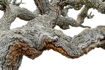 Poster - Ancient gnarled tree branches, textured bark, showing age and resilience background removed
