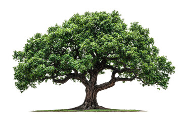 Poster - A majestic, sprawling tree with lush green foliage and thick, gnarled branches background removed