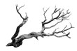 © Vibudhaart - A grayscale image of a gnarled, dead tree branch isolated on a transparent background background removed