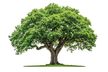 Poster - A majestic, lush green oak tree stands tall, its branches reaching wide, showcasing nature's splendor background removed