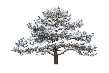 Poster - Snow-covered pine tree, isolated on a transparent background, winter scene background removed