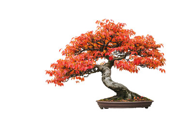 Poster - A vibrant bonsai tree with fiery orange autumn leaves, showcasing meticulous cultivation and artistic shaping background removed