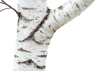 Poster - Close-up of a birch tree trunk, showing its textured, white bark with black markings background removed
