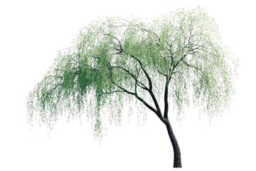 Poster - Weeping willow tree with long, cascading branches and leaves, isolated on transparent background background removed