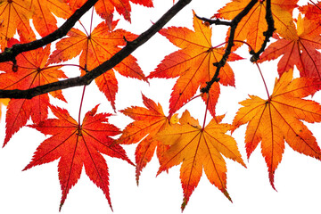 Poster - Vibrant red and orange autumn maple leaves on a branch, transparent background background removed