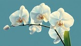 A close up of a stem of white orchids with a blue background in a brightly lit environment