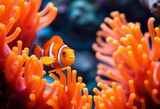 Bright orange anemonefish playfully swims amongst vibrant sea anemone tentacles,  aquatic life,   underwater photography