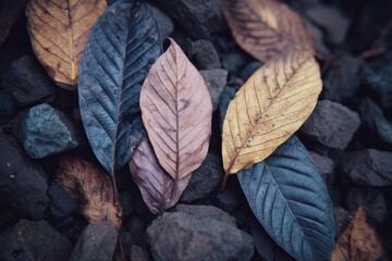 Aufkleber - Fallen leaves in various colors resting on dark stones during autumn in a tranquil outdoor setting