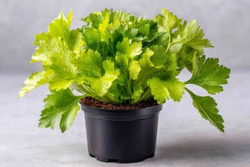 Poster - Fresh green celery plant growing in a black pot on a light background in a modern kitchen setting