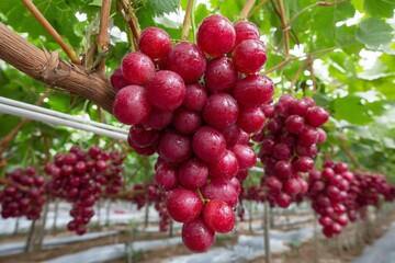 Aufkleber - Fresh clusters of red grapes hanging from vines in a vineyard under bright sunlight during harvest season