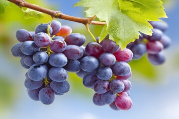 Poster - Bunches of ripe purple grapes hanging from a vine in a sunny vineyard during late summer
