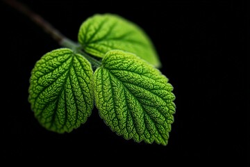 Poster - Bright green leaves with intricate texture glow against a dark background highlighting nature's beauty