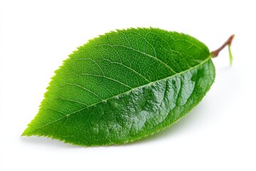 Poster - Bright green leaf showcasing detailed texture and shape against a clean background
