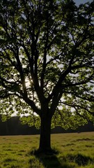 Wall Mural - sunlight streaming through vibrant green tree leaves, illuminating grassy meadow with warm, peaceful
