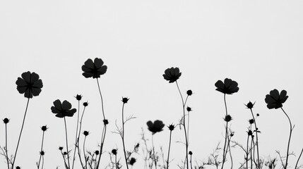 Aufkleber - Silhouetted cosmos flowers in serene outdoor field