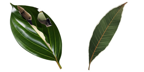 Wall Mural - PNG Two vibrant green leaves display intricate details.