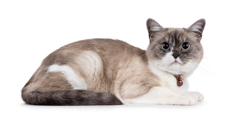 Poster - Pretty house cat with beautyful markings, laying down side ways. Looking straight to camera with big eyes. Isolated on a white background. Wearing collar with bell.