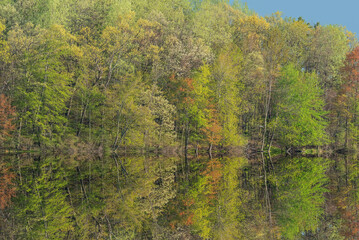 Wall Mural - Spring landscape at sunrise of Long Lake with mirrored reflections in calm water, Yankee Springs State Park, Michigan, USA