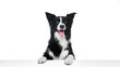 © Lustre Art Group  - Border collie standing with front paws on white table looking forward with tongue out against white studio background. Concept of domestic animals, canine, grooming and veterinary services.