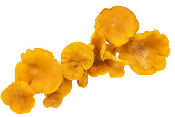 Wall Mural - A bunch of mushrooms are on a white background
