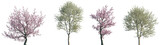 Set of Prunus dulcis and Prunus avium blossoming frontal street trees isolated png on a transparent background perfectly cutout