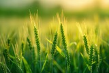 High Definition Image of Green Wheat Agriculture Field at India