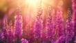 © Games - Pink flowers in a sunlit field