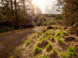 Wall Mural - Small narrow dirt road in a forest park with warm sunshine and tall green grass. Nobody. Day out outdoors for fresh air concept. Wild nature scene.