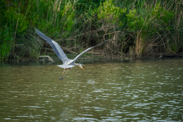 Wall Mural - great blue heron in flight