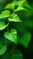 Aufkleber - A close-up shot of a green leaf from a plant, useful for nature and botanical illustrations
