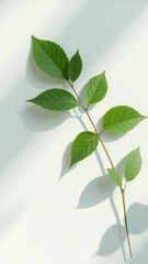 Aufkleber - Single green leaf placed on a white surface