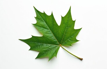 Poster - Single green maple leaf isolated on white background. Fresh, vibrant foliage macro detail. Natural organic element, herb, plant, botany. Ideal for eco-friendly design, spring summer visuals.