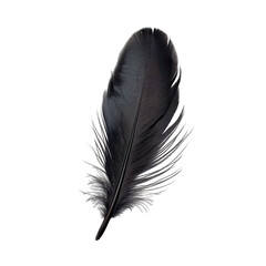 Poster - Black feather lies on a soft surface in bright light, showcasing intricate details of its texture and shape