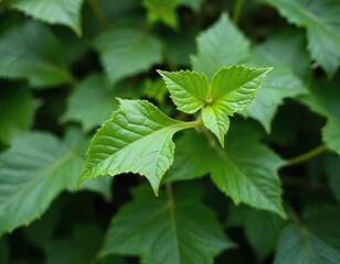 Poster - Close-up of green leaves foliage Delairea odorata, known as cape ivy or german ivy. Fresh leaves create lush plant pattern. Natural background. Evergreen growth, eco concept, healthy environment.