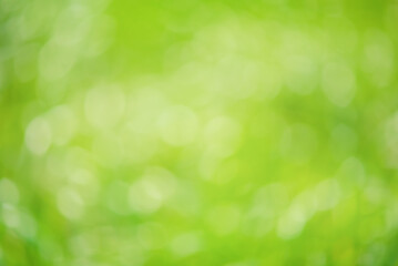 Wall Mural - Abstract defocused background. Natural defocused lights green. Greenery, bokeh