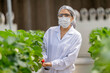 © ultramansk - A scientist inspects fresh strawberries in a controlled greenhouse environment, ensuring quality and sustainable farming practices for organic food production and advanced agricultural research.
