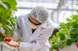© ultramansk - A scientist inspects fresh strawberries in a controlled greenhouse environment, ensuring quality and sustainable farming practices for organic food production and advanced agricultural research.