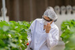 © ultramansk - A scientist inspects fresh strawberries in a controlled greenhouse environment, ensuring quality and sustainable farming practices for organic food production and advanced agricultural research.