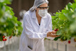 © ultramansk - A scientist inspects fresh strawberries in a controlled greenhouse environment, ensuring quality and sustainable farming practices for organic food production and advanced agricultural research.