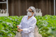© ultramansk - A researcher examines ripe strawberries in a high-tech greenhouse, monitoring growth and food safety. Sustainable farming techniques and biotechnology improve agricultural efficiency.