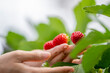 © ultramansk - A farmer carefully examines ripe strawberries in a controlled greenhouse environment, ensuring high-quality organic produce. Sustainable agriculture supports eco friendly.