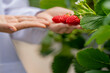 © ultramansk - A farmer carefully examines ripe strawberries in a controlled greenhouse environment, ensuring high-quality organic produce. Sustainable agriculture supports eco friendly.
