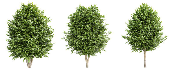 Poster - Tilia Platyphyllos Trees with dense green foliage isolated on transparent background.3d rendering.