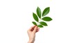 © habib - A hand gently holds a sprig of vibrant green leaves against a stark white background.