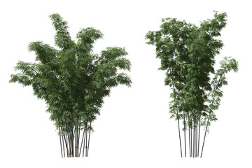 Fototapete - Cut out bamboo collection on transparent backgrounds. high quality 3d rendering. png format