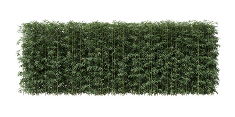 Fototapete - Cut out bamboo hedge on transparent backgrounds. high quality 3d rendering. png format