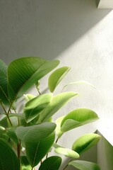 Aufkleber - Sunlit Green Plant Leaves Against Minimalist White Wall Background with Natural Light for Eco-Friendly Interior and Wellness Spaces