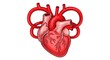 © HananElahi - Anatomical human heart red and black silhouette set - medical anatomy cardiovascular system organ biology education healthcare cardiology illustration concept design
