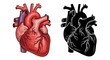 © HananElahi - Anatomical human heart red and black silhouette set - medical anatomy cardiovascular system organ biology education healthcare cardiology illustration concept design